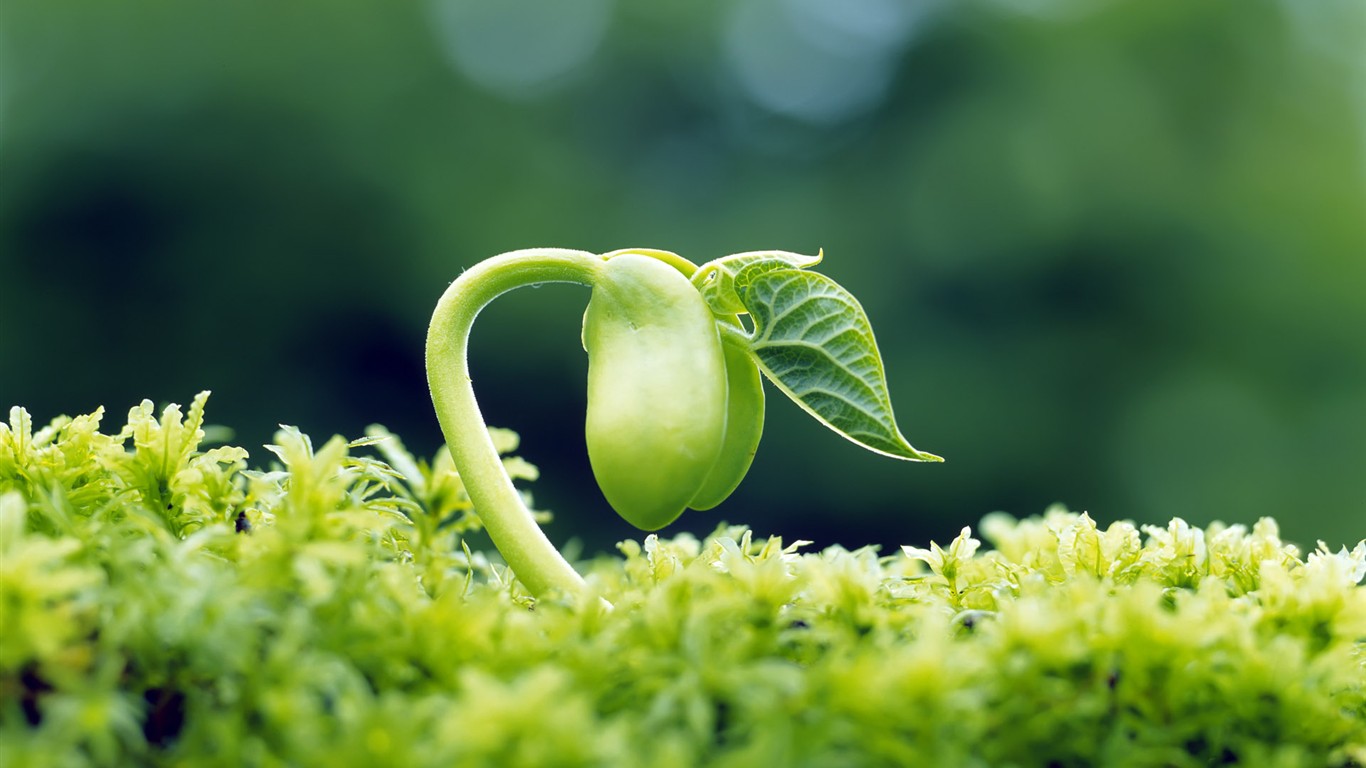 Sprout leaves HD Wallpaper (2) #40 - 1366x768