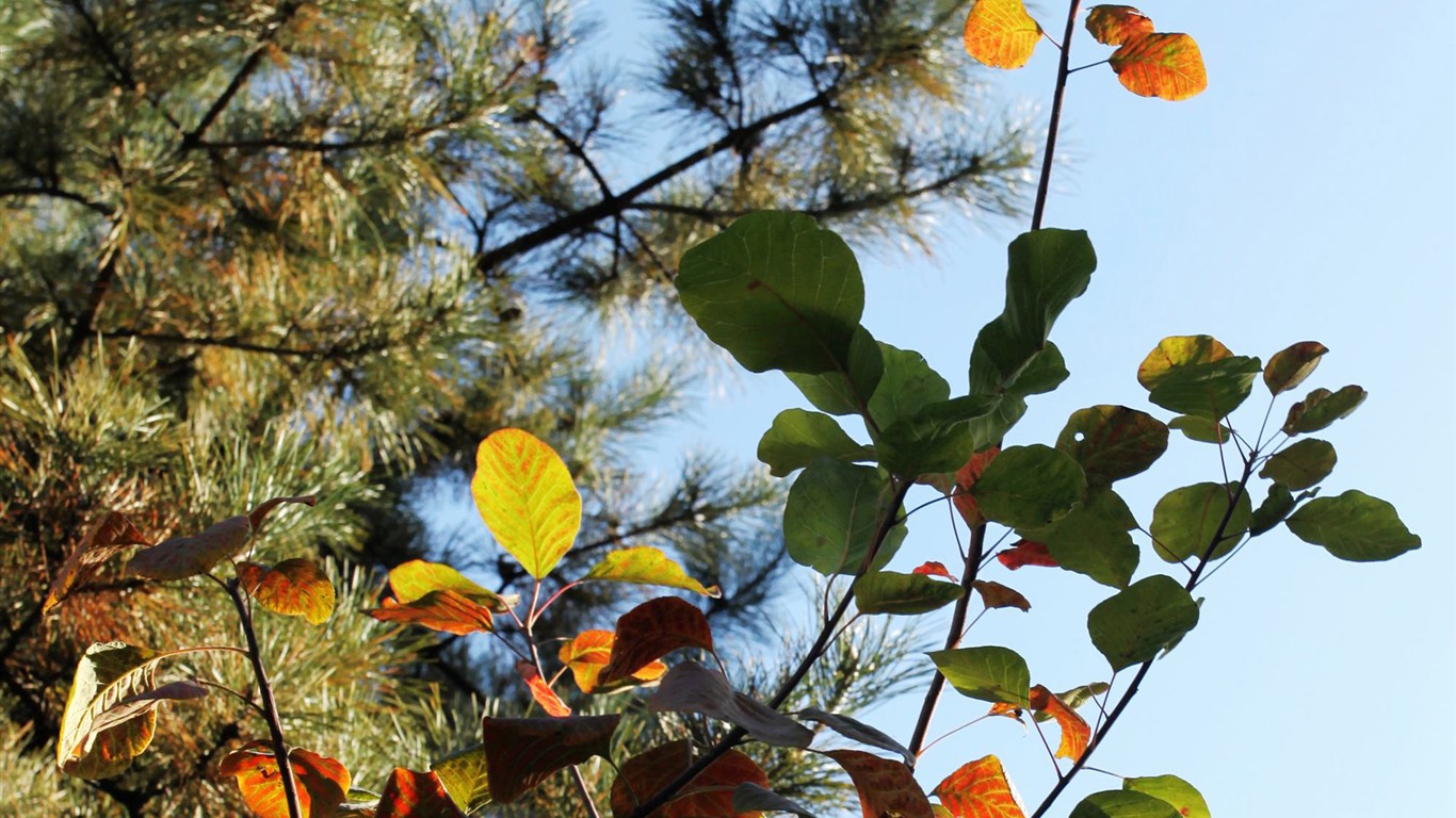 Beijing Tour - Fragrant Hills Park (ggc works) #13 - 1366x768