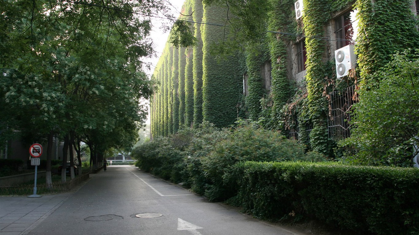 Glimpse of Peking University (Minghu Metasequoia works) #17 - 1366x768