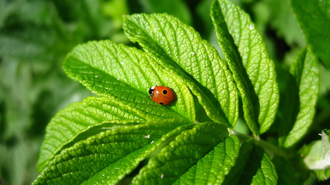 Fresh green wallpaper #1 - 1366x768