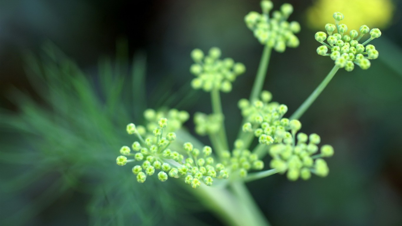 Fresh green wallpaper #3 - 1366x768