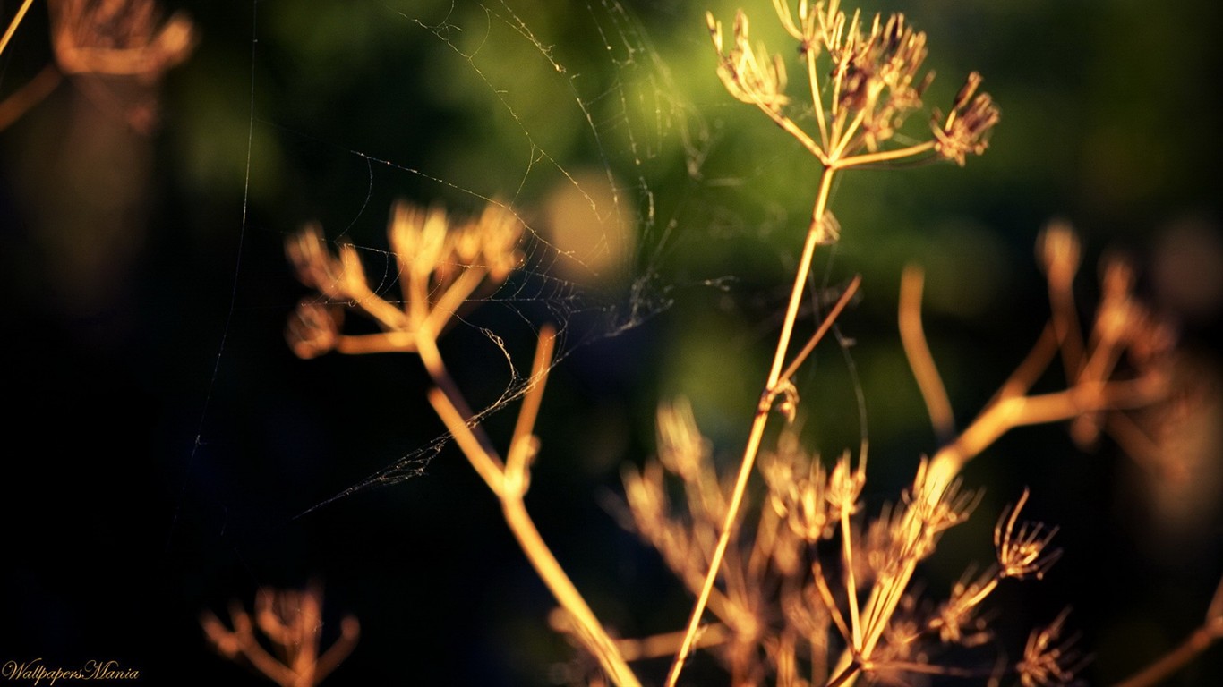 清新綠色植物壁紙 #6 - 1366x768