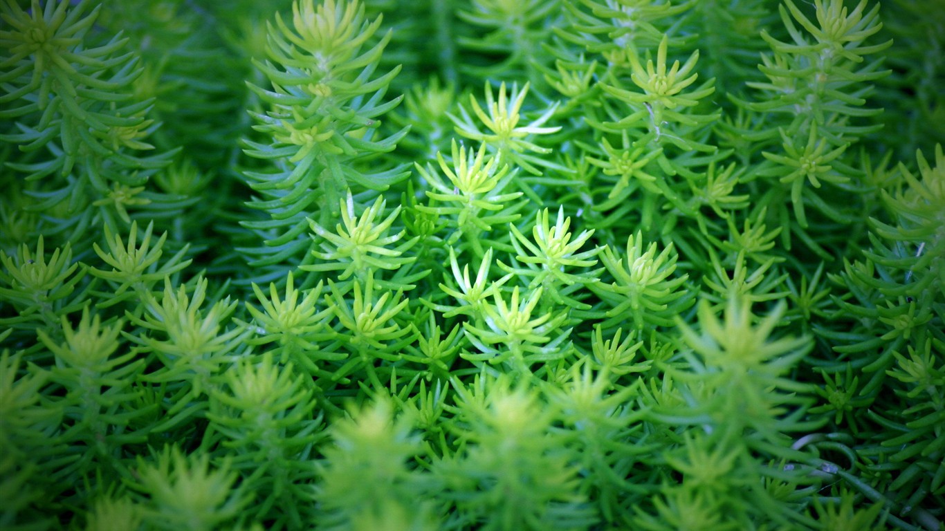 清新綠色植物壁紙 #8 - 1366x768