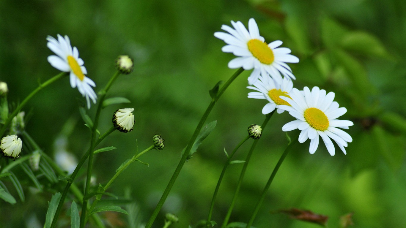 清新绿色植物壁纸9 - 1366x768