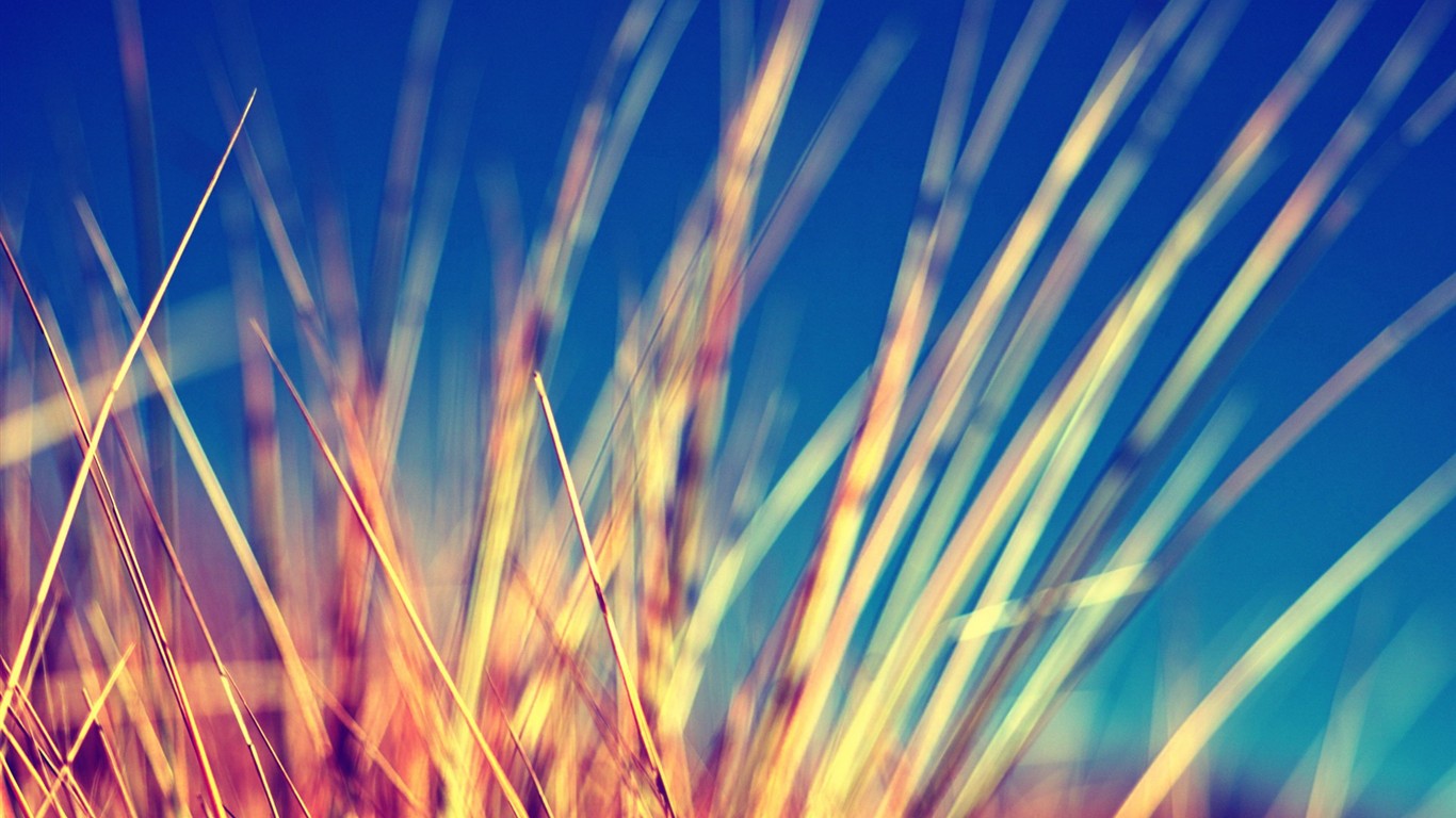 清新綠色植物壁紙 #10 - 1366x768
