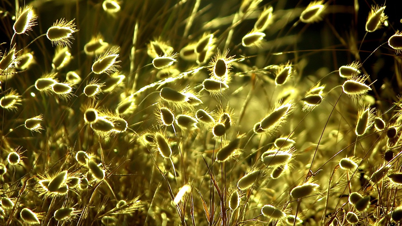 清新绿色植物壁纸11 - 1366x768