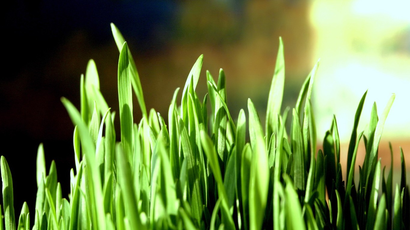 Fresh green wallpaper #12 - 1366x768