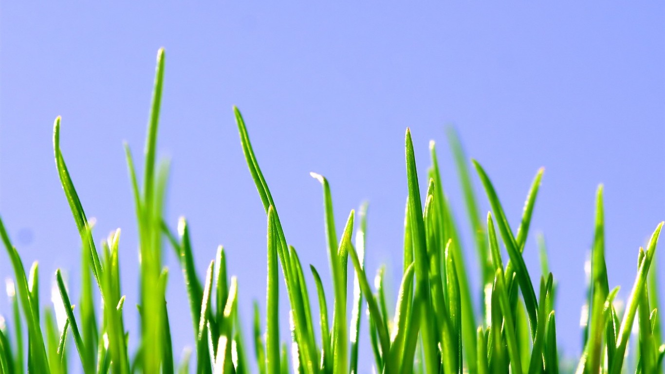 Fresh green wallpaper #13 - 1366x768