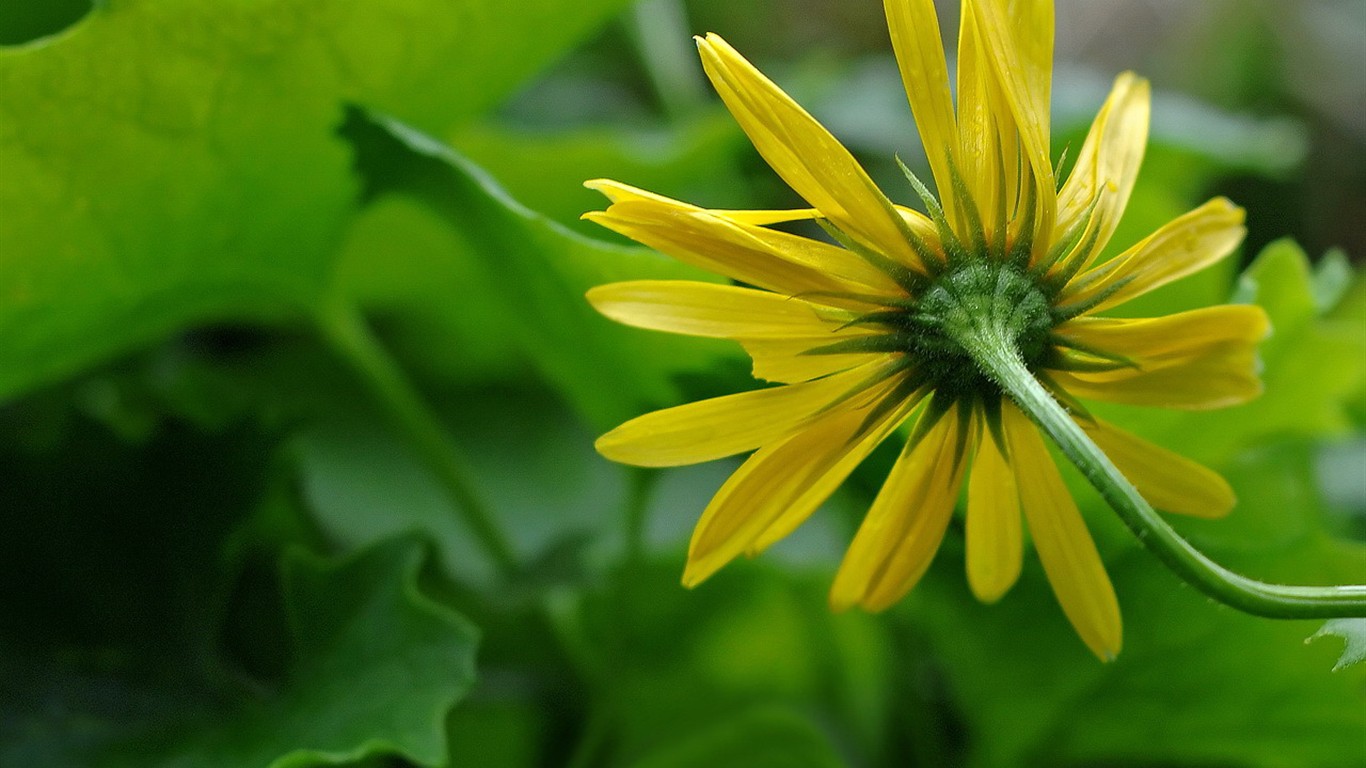 清新绿色植物壁纸15 - 1366x768