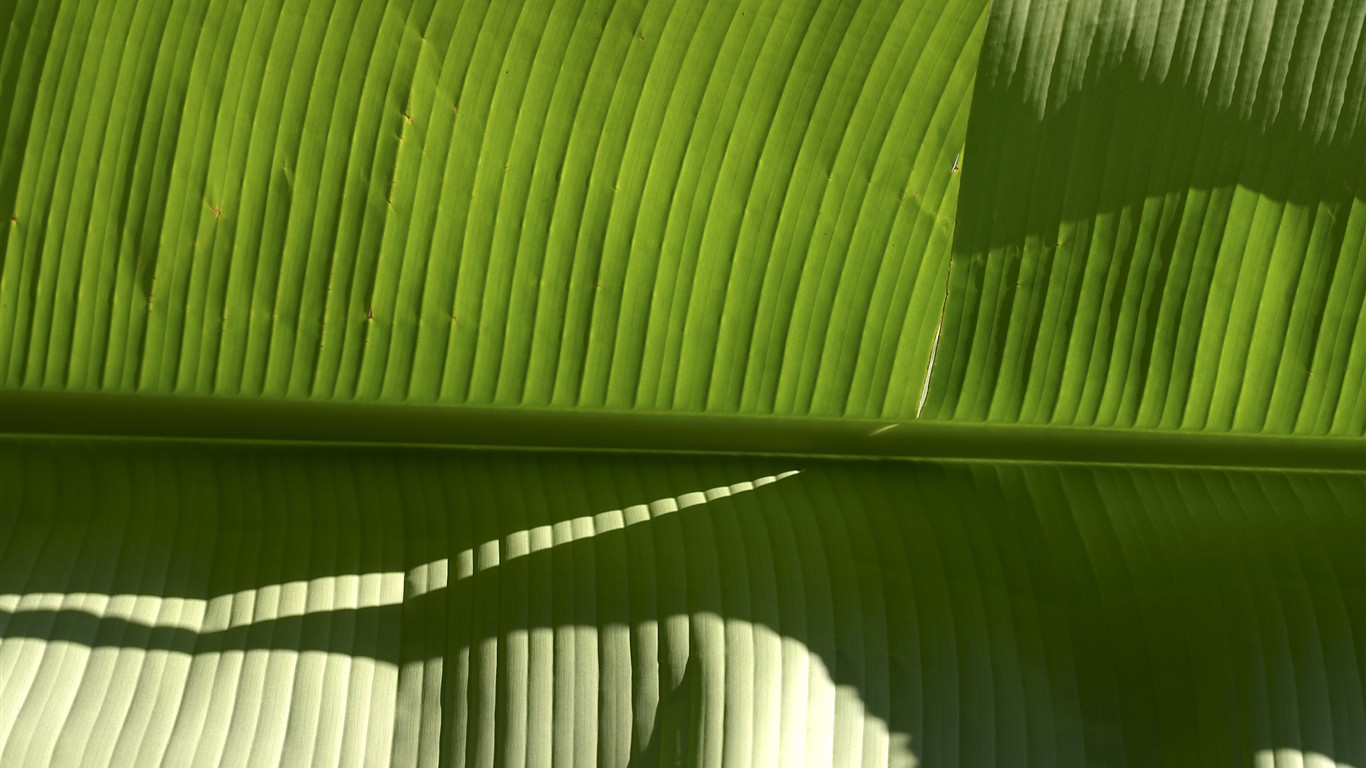 超大葉脈花草高清壁紙 #3 - 1366x768