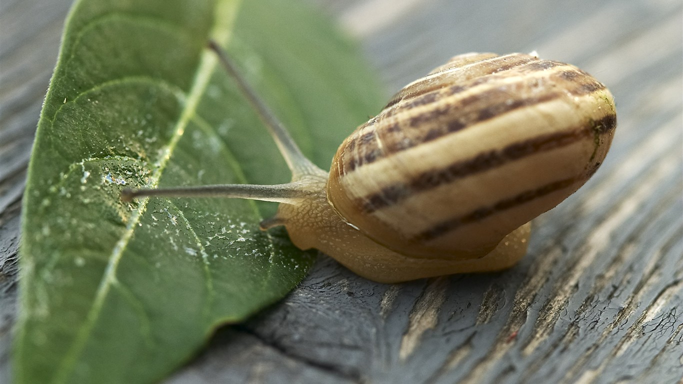 HD wallpaper květy velké žíly #5 - 1366x768