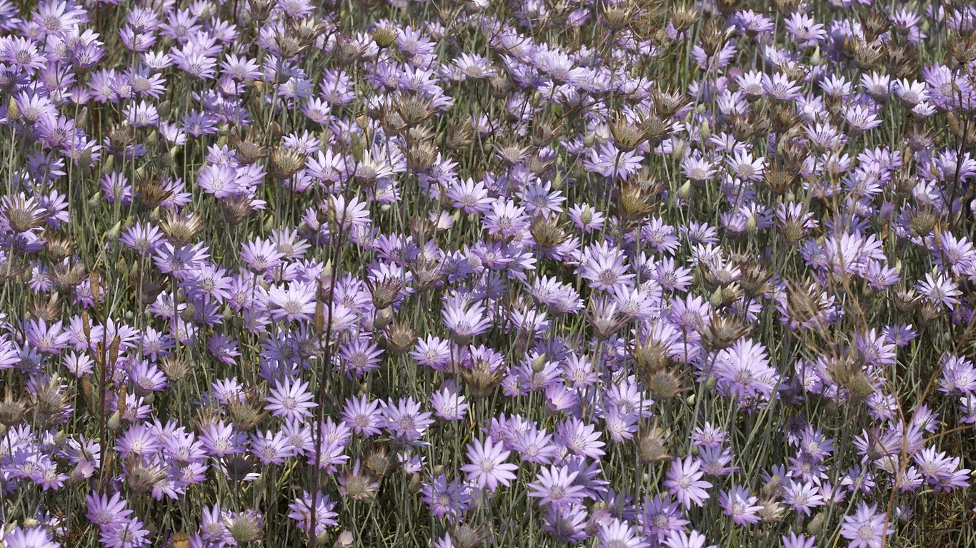 超大葉脈花草高清壁紙 #10 - 1366x768