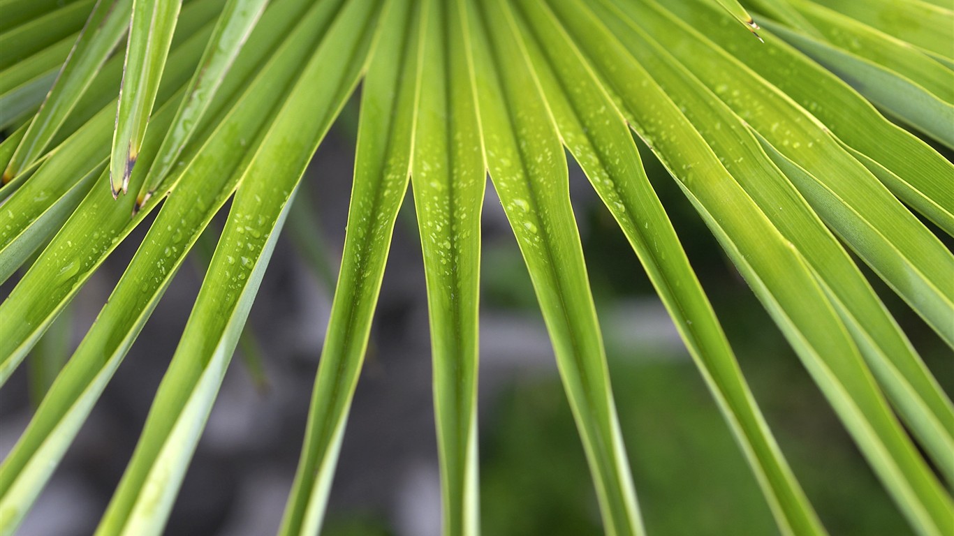 超大葉脈花草高清壁紙 #13 - 1366x768