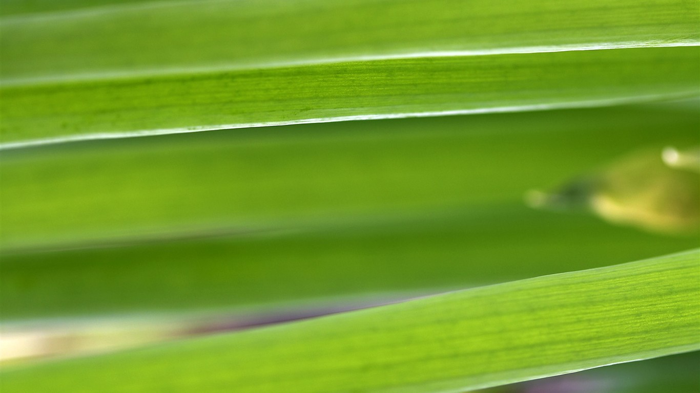 HD wallpaper květy velké žíly #16 - 1366x768