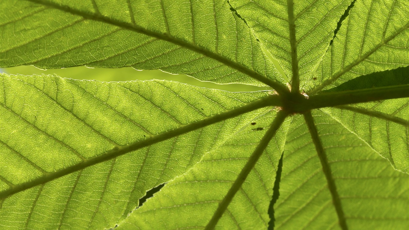 超大葉脈花草高清壁紙 #17 - 1366x768