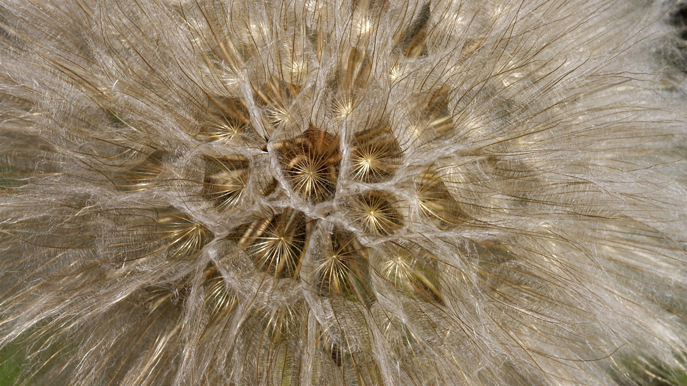 HD wallpaper květy velké žíly #19 - 1366x768