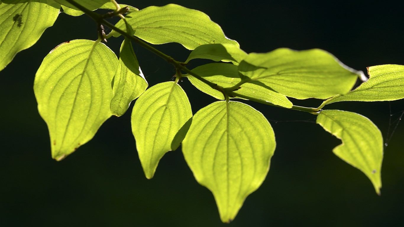 超大叶脉花草高清壁纸21 - 1366x768