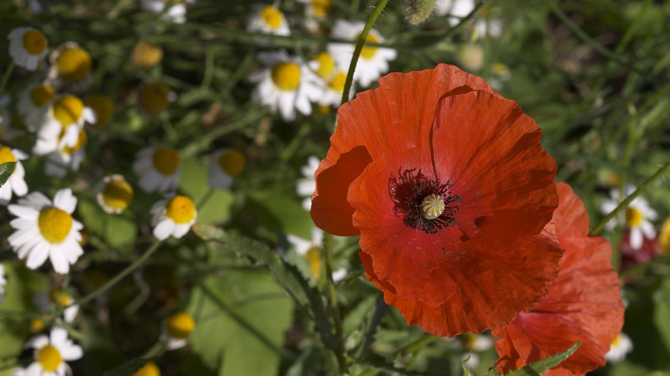 HD wallpaper květy velké žíly #22 - 1366x768