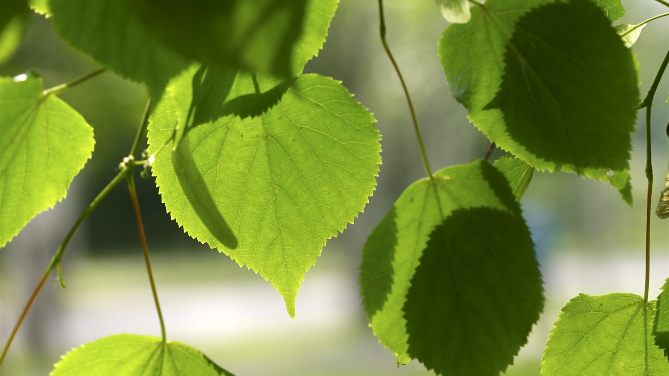 fleurs d'écran HD grosse veine #26 - 1366x768