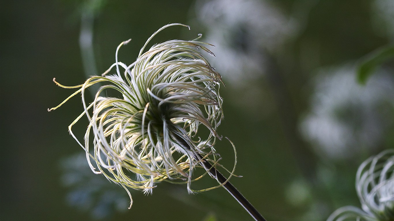 超大叶脉花草高清壁纸28 - 1366x768