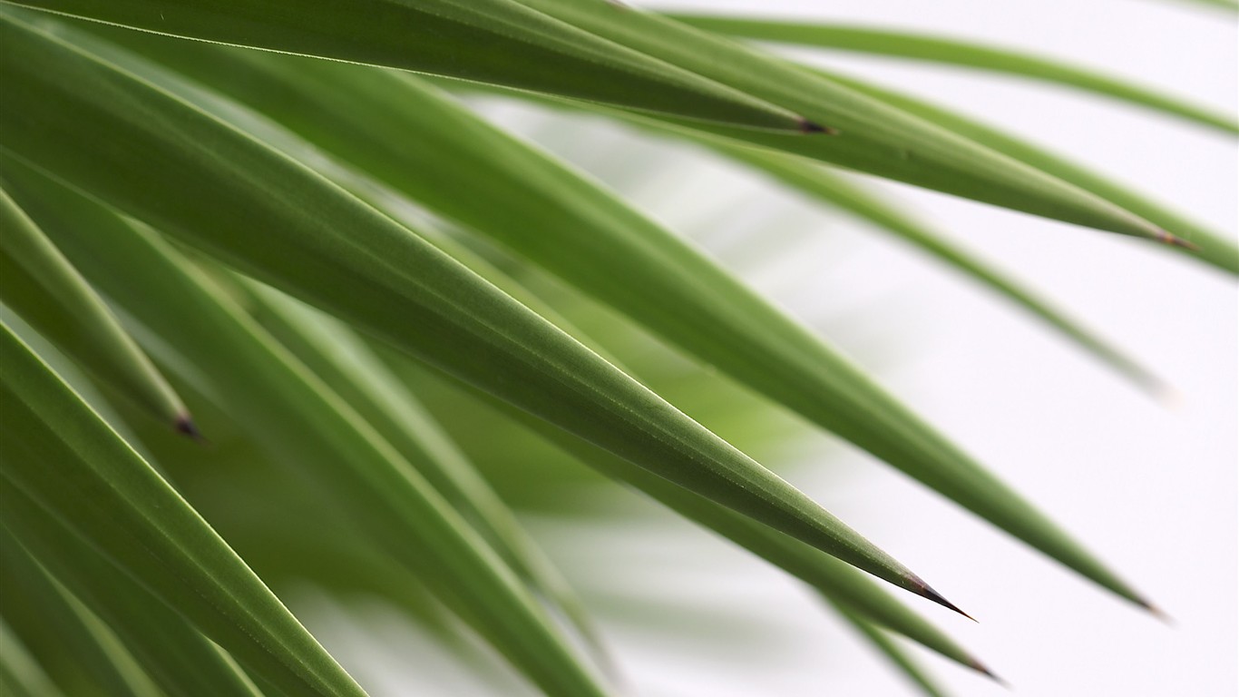 超大葉脈花草高清壁紙 #29 - 1366x768