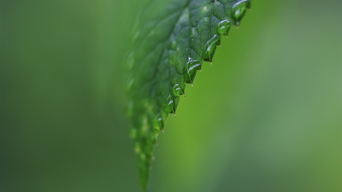 超大叶脉花草高清壁纸35 - 1366x768