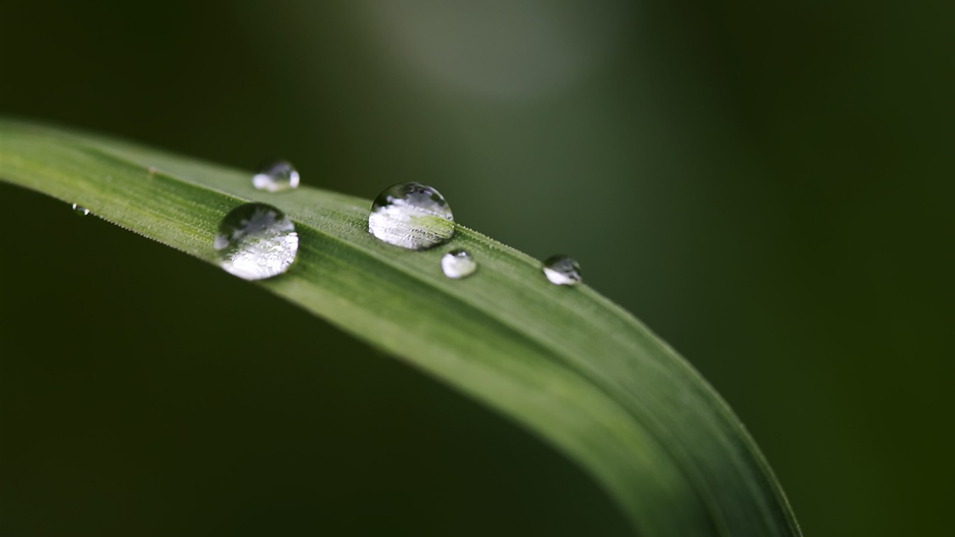 HD wallpaper květy velké žíly #36 - 1366x768