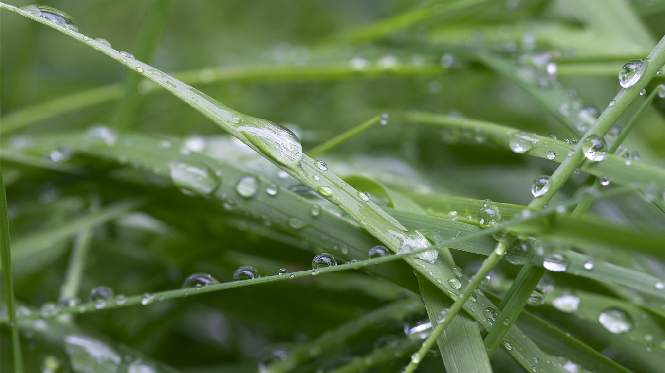 超大葉脈花草高清壁紙 #38 - 1366x768