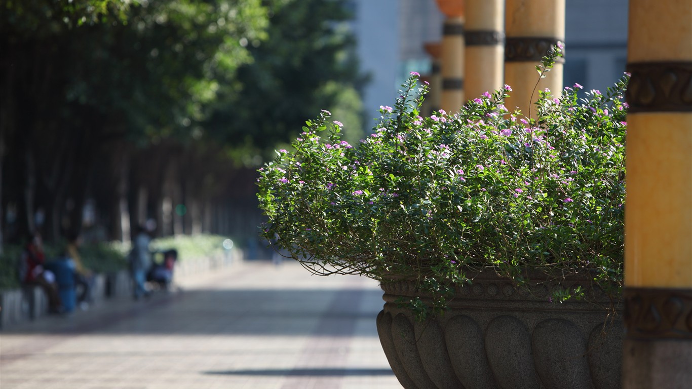 佳能 5D Mark II 樣張壁紙 #3 - 1366x768