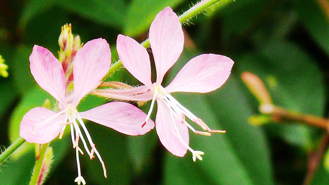 Flower (ggc works) #1 - 1366x768