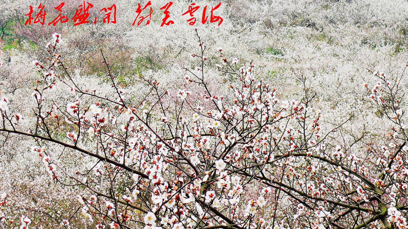 花卉 (ggc作品) #3 - 1366x768