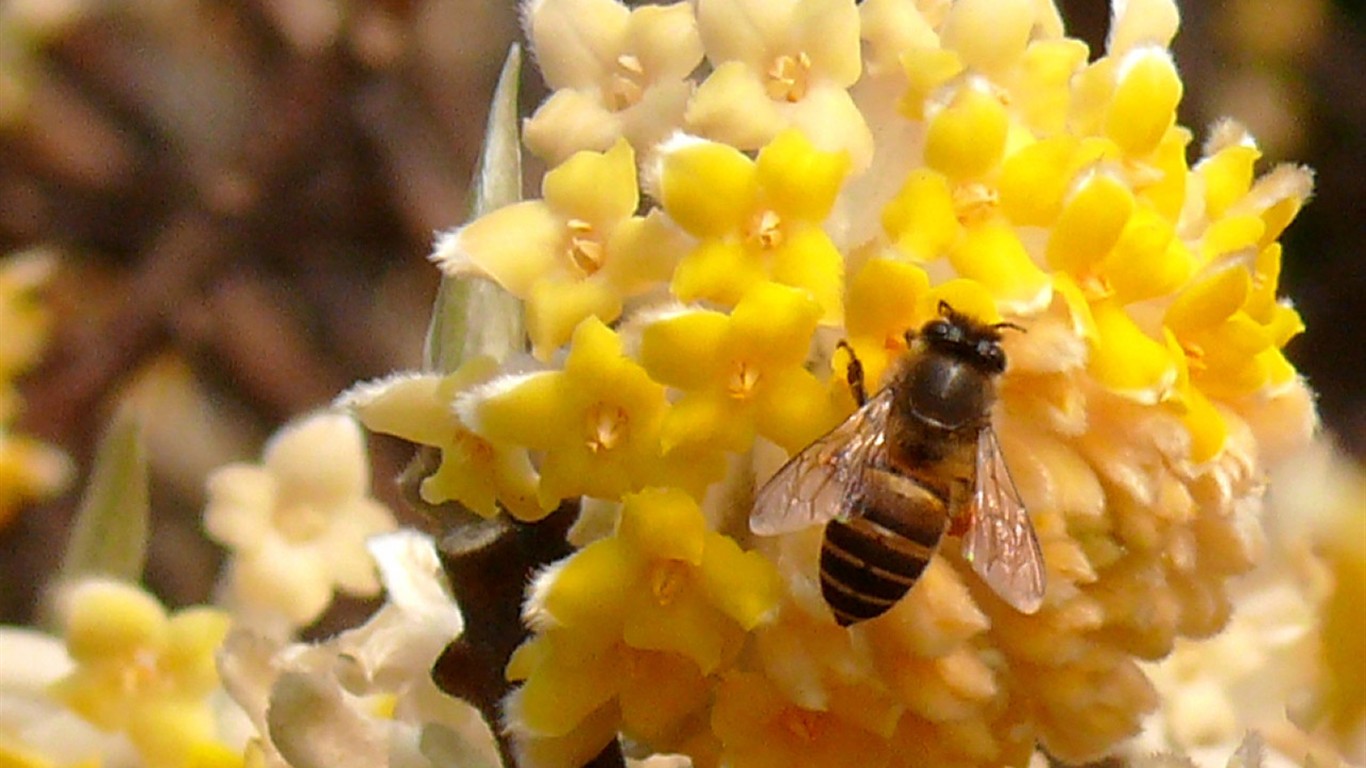 Flower (ggc works) #4 - 1366x768