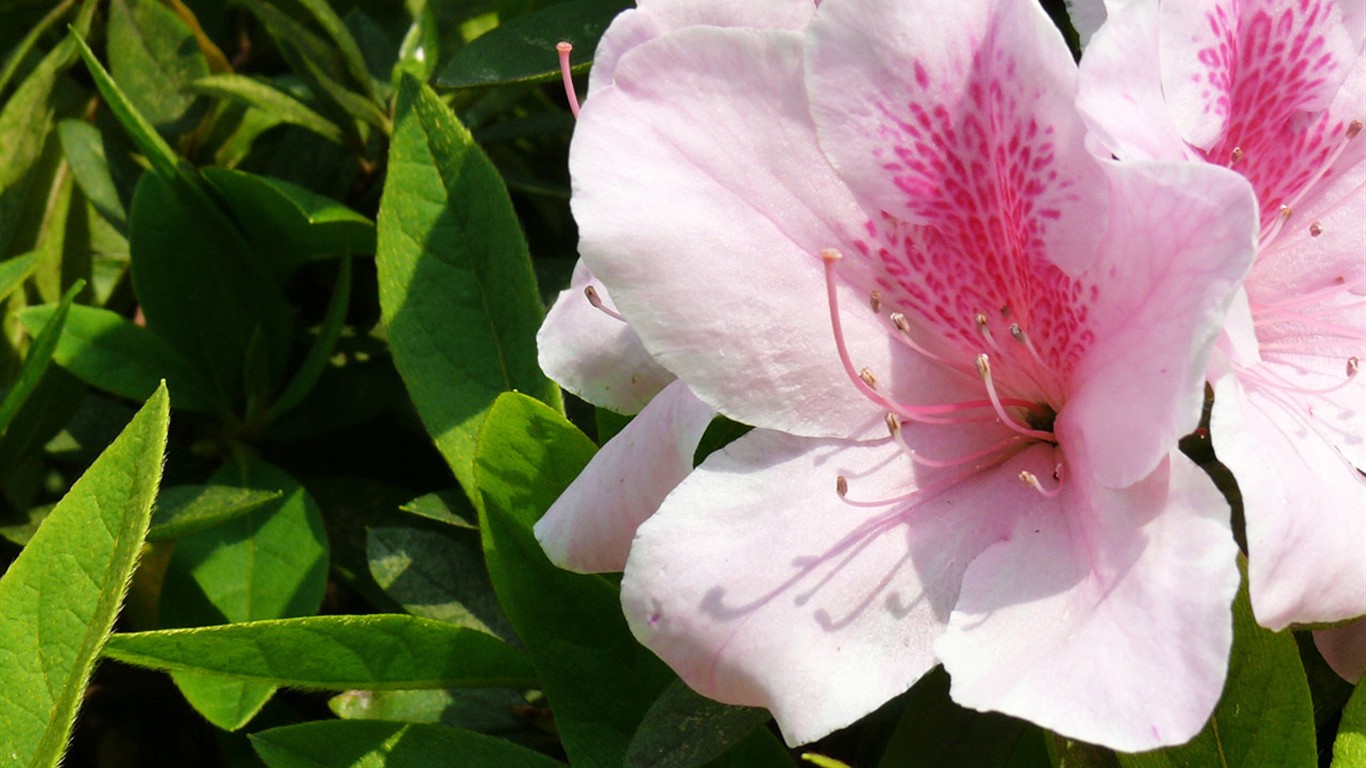 Flower (ggc works) #12 - 1366x768