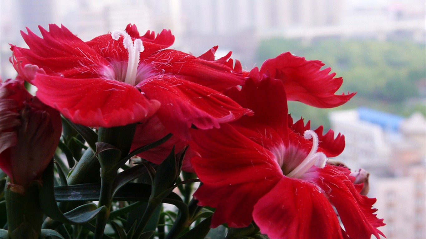 Flower (ggc works) #16 - 1366x768
