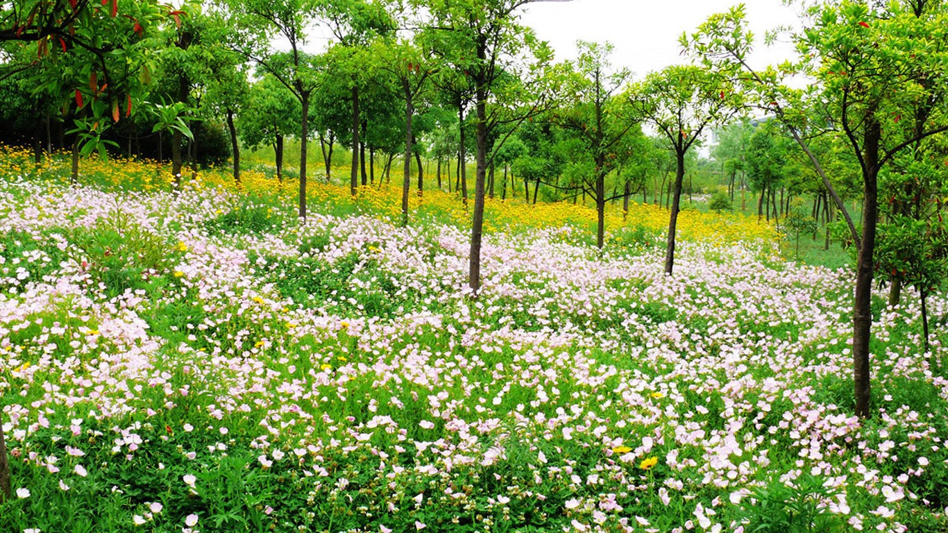 Flower (ggc works) #18 - 1366x768