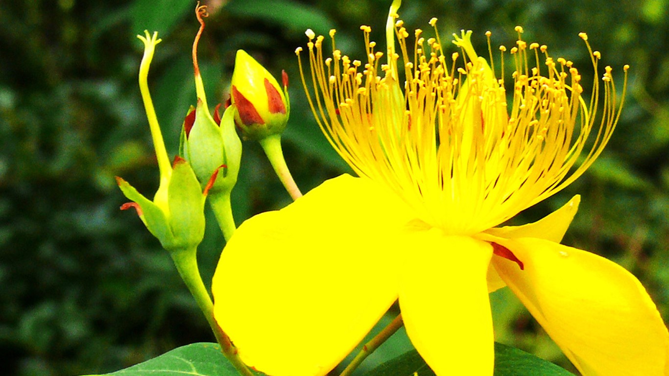 Flower (ggc works) #20 - 1366x768