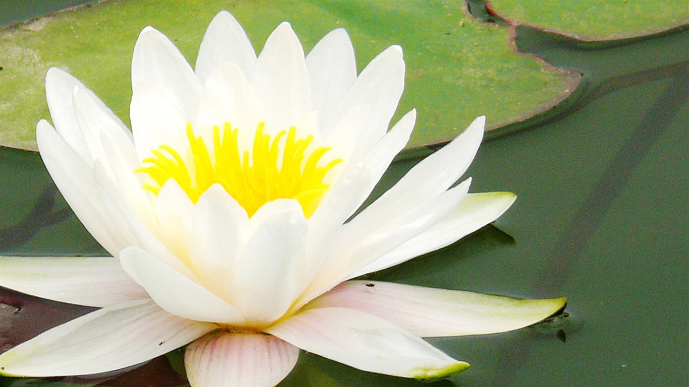 Flower (ggc works) #22 - 1366x768