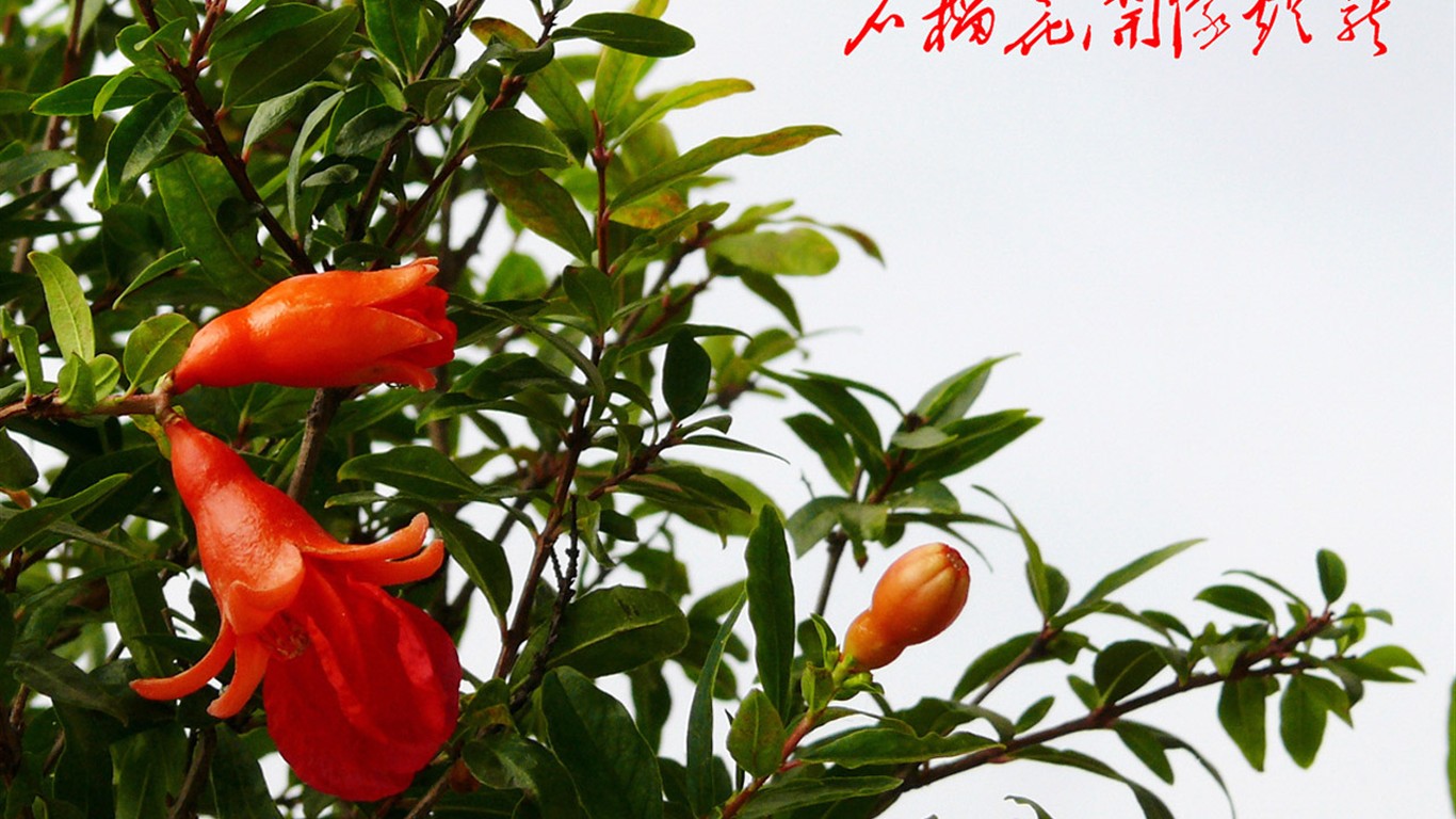 花卉 (ggc作品) #24 - 1366x768