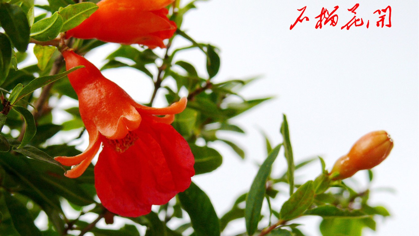花卉 (ggc作品) #25 - 1366x768
