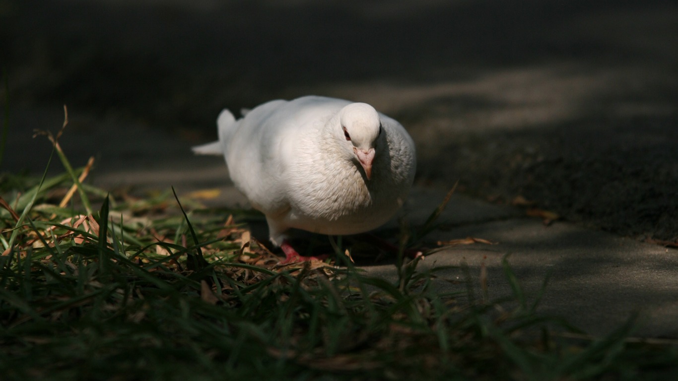 佳能 EOS 5D 樣張壁紙 #1 - 1366x768