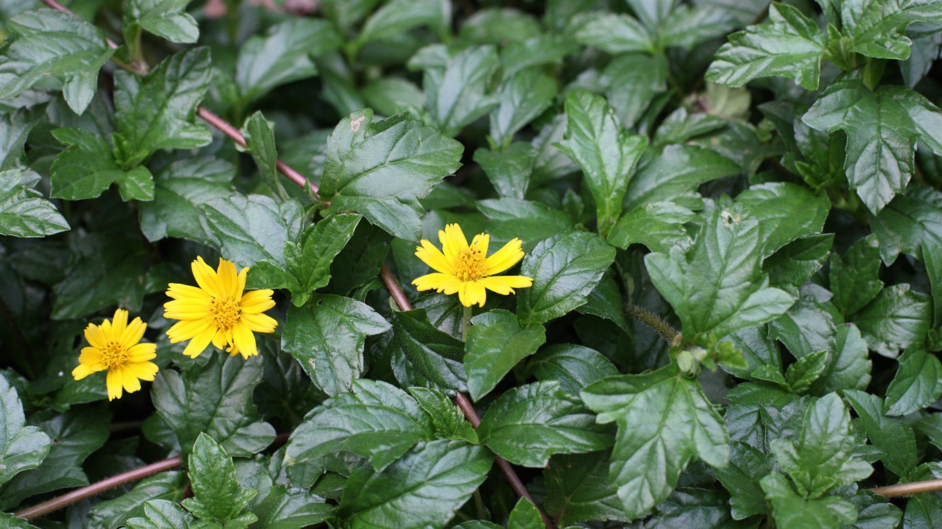 Canon EOS 5D proofs Wallpaper #3 - 1366x768