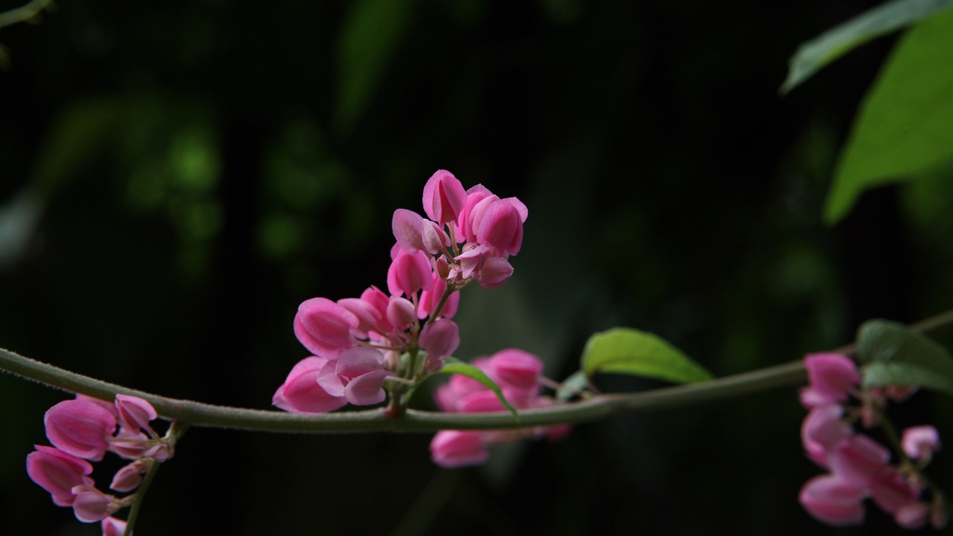 佳能 EOS 5D 樣張壁紙 #5 - 1366x768