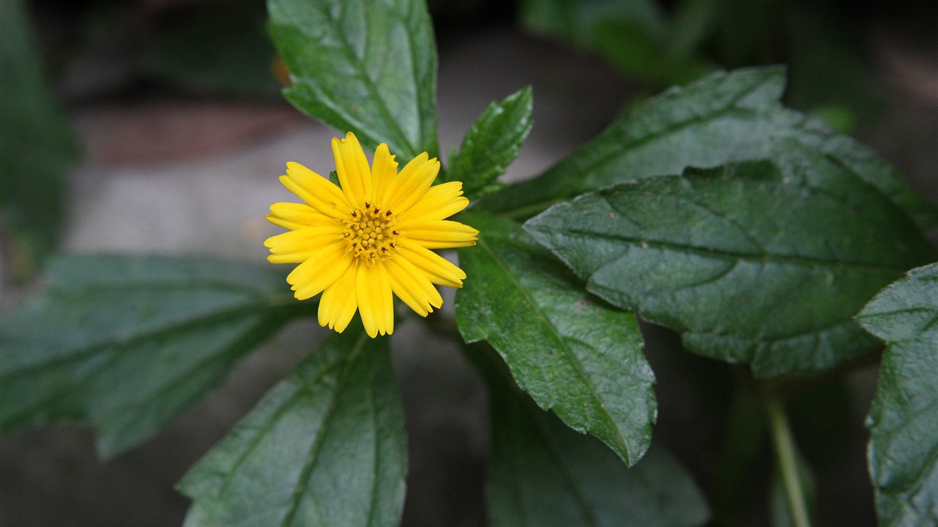 佳能 EOS 5D 樣張壁紙 #6 - 1366x768