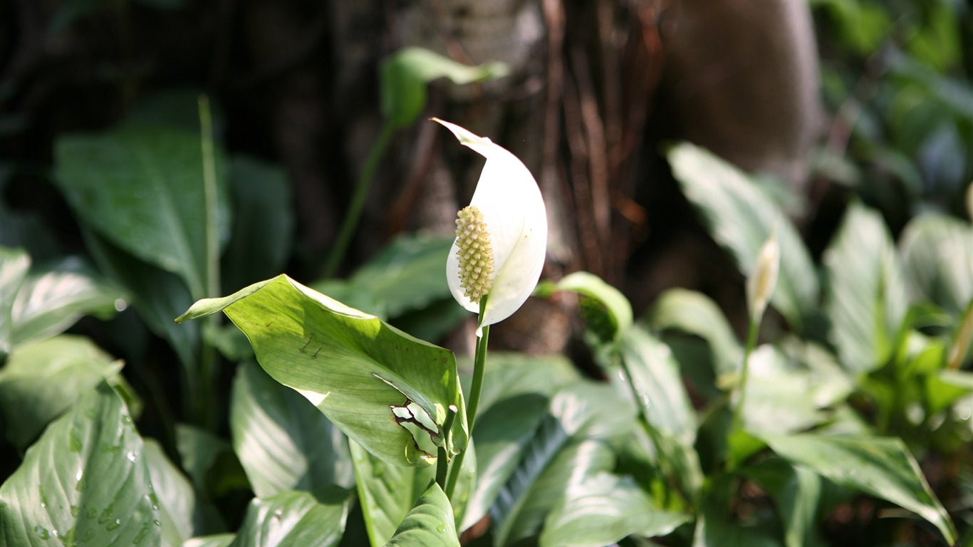 佳能 EOS 5D 样张壁纸 (评测样张)8 - 1366x768