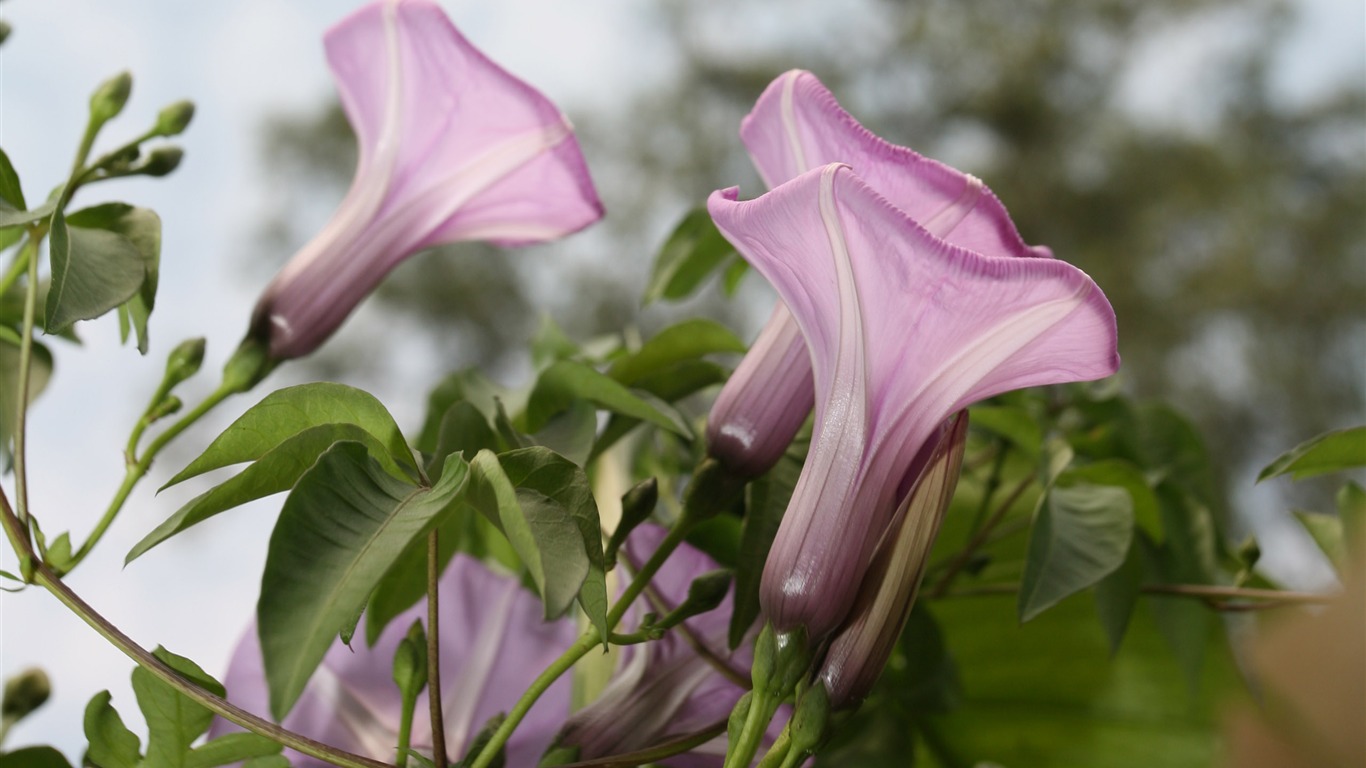 佳能 EOS 5D 樣張壁紙 #14 - 1366x768