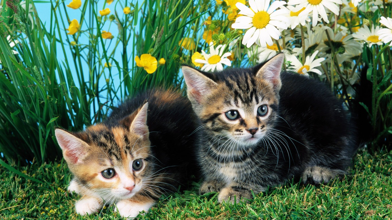 Little Pet Wallpaper Album #7 - 1366x768