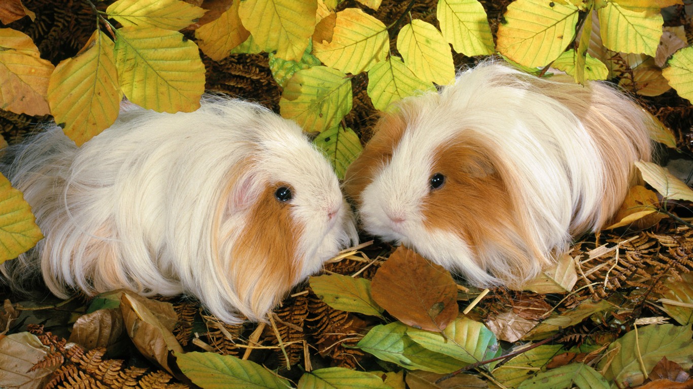 Little Pet Wallpaper Album #8 - 1366x768