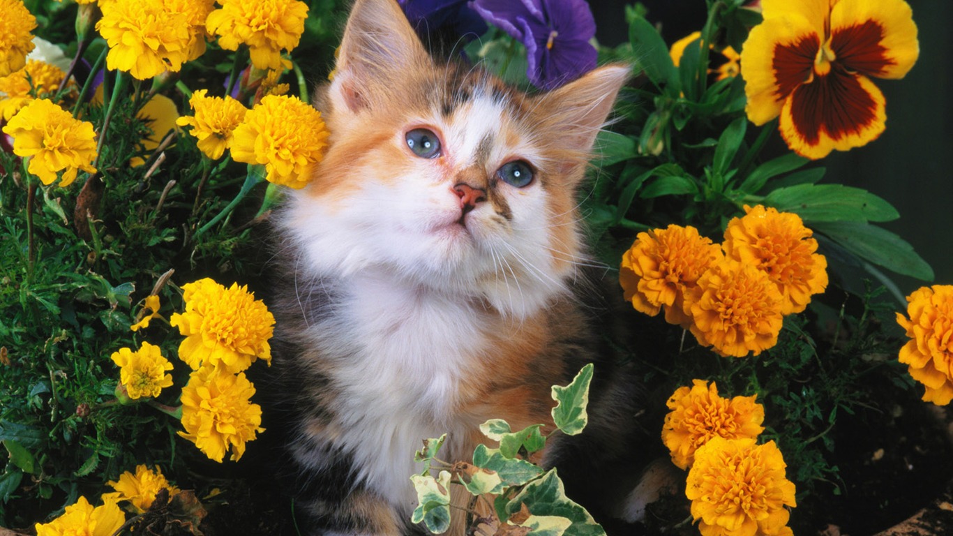 Little Pet Wallpaper Album #11 - 1366x768
