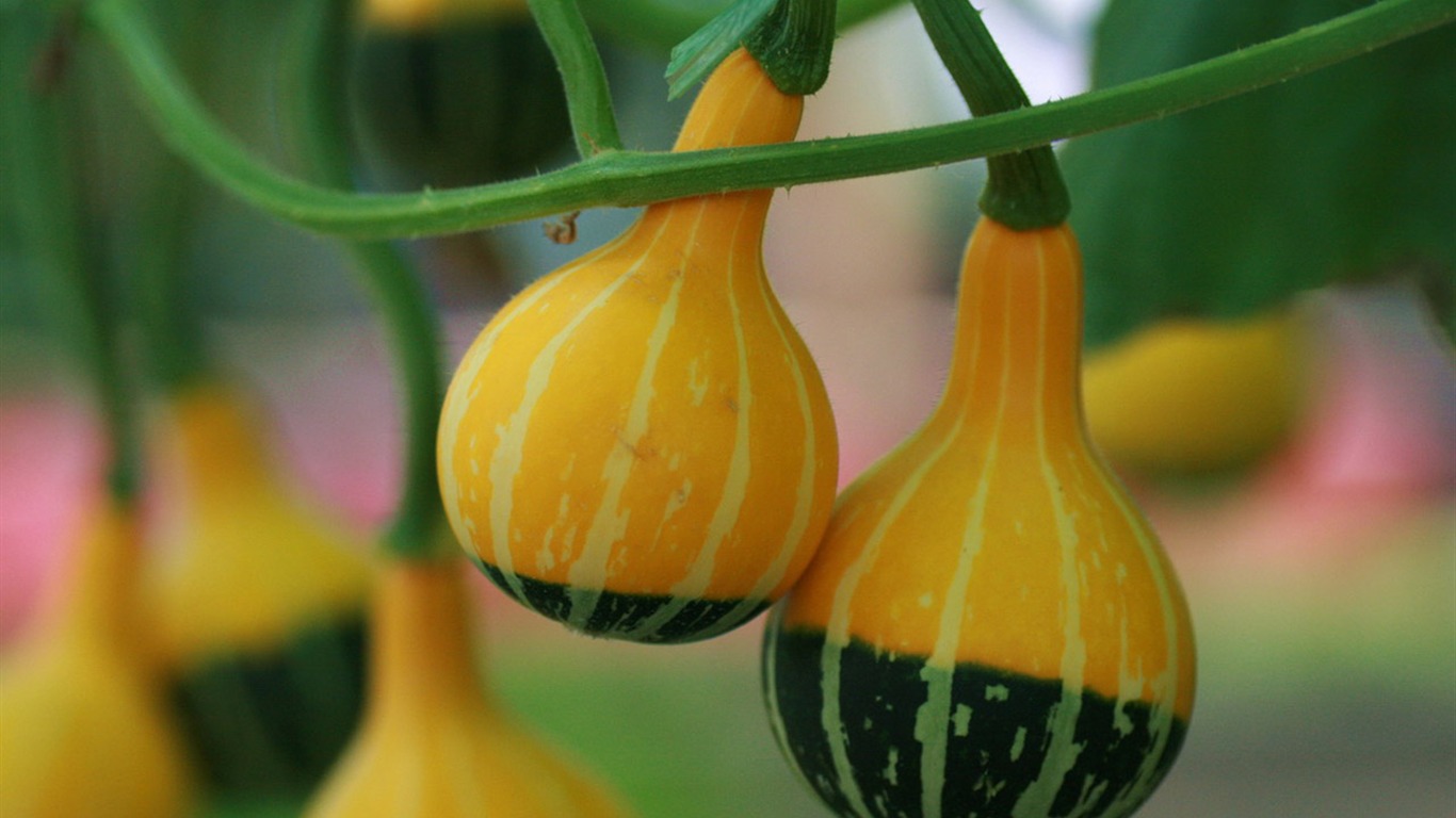 Vegetable Fair (Minghu Metasequoia works) #3 - 1366x768