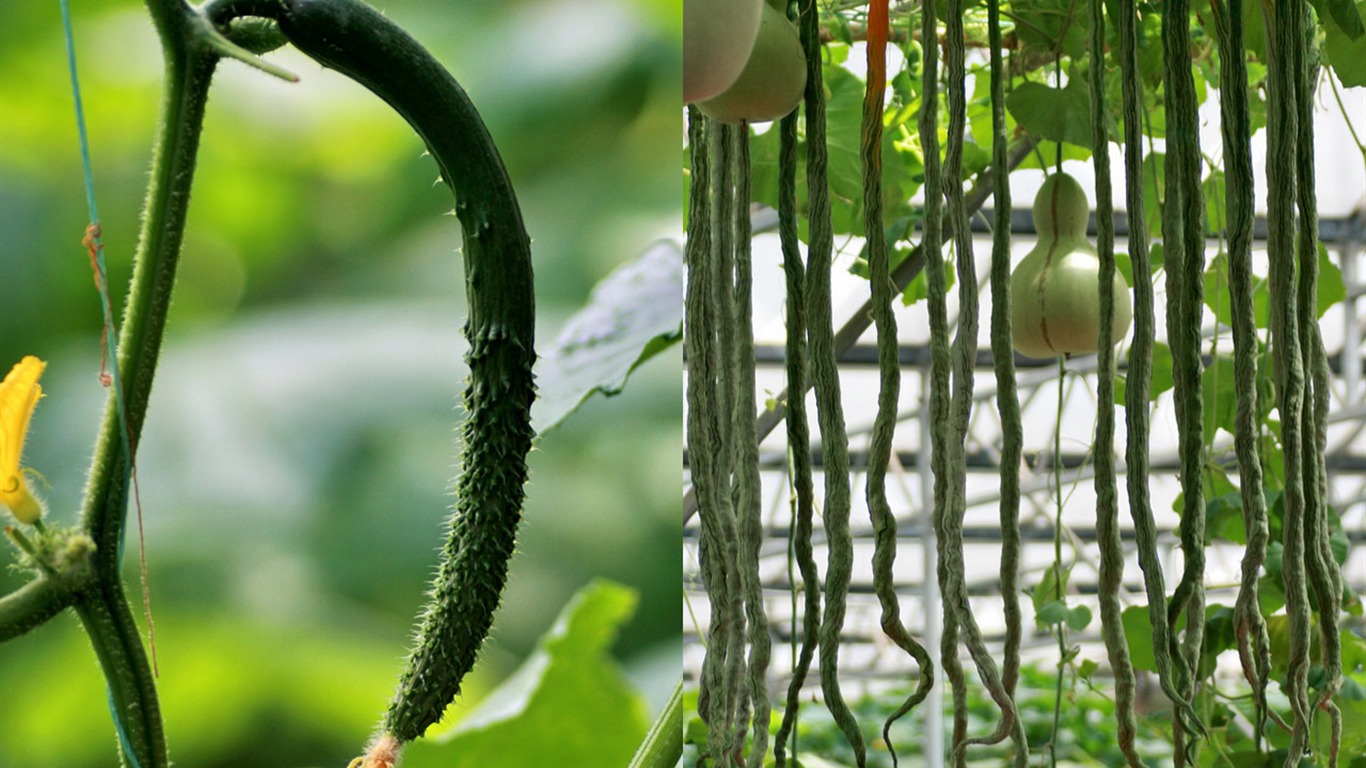 Vegetable Fair (Minghu Metasequoia works) #19 - 1366x768